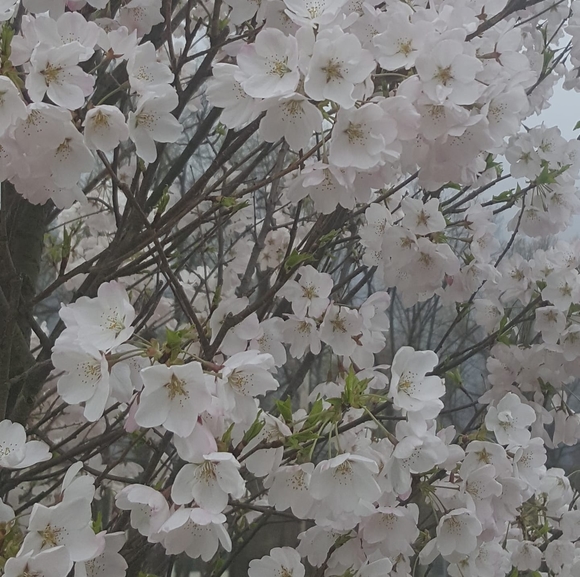 Meet your Posher, Marjorie - Picture 1 of 1